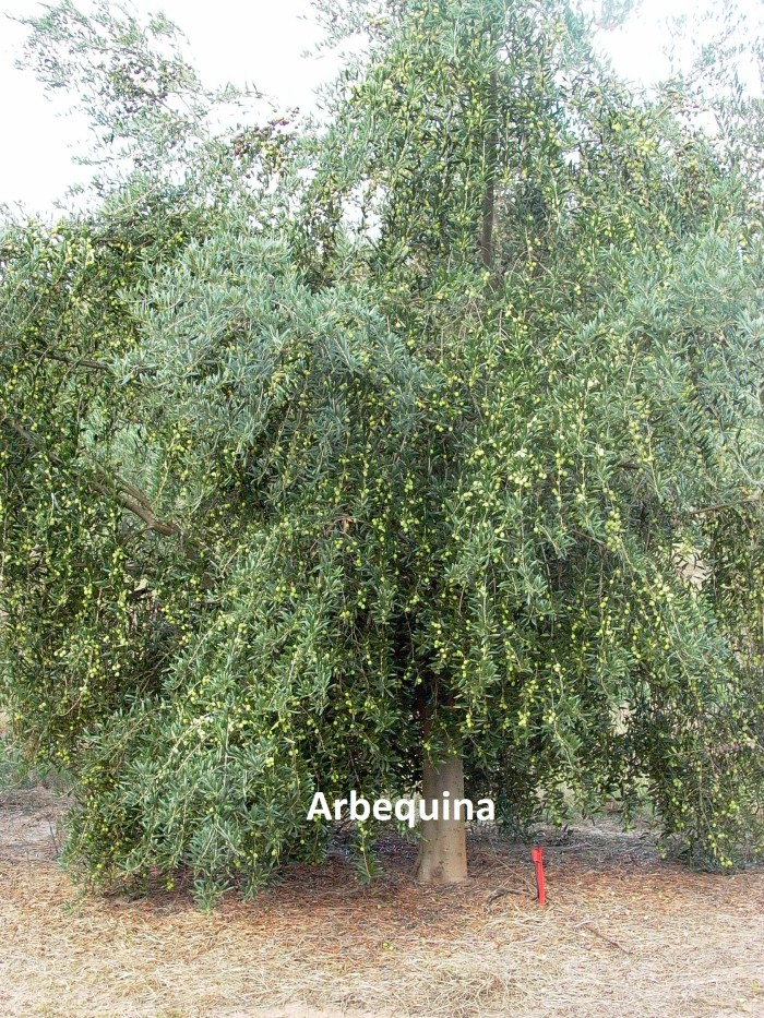 Arbequina 