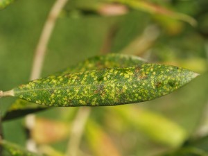 lacebug leaf
