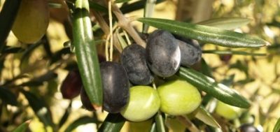 Olive variety selection for commercial groves - Fruit Tree Lane