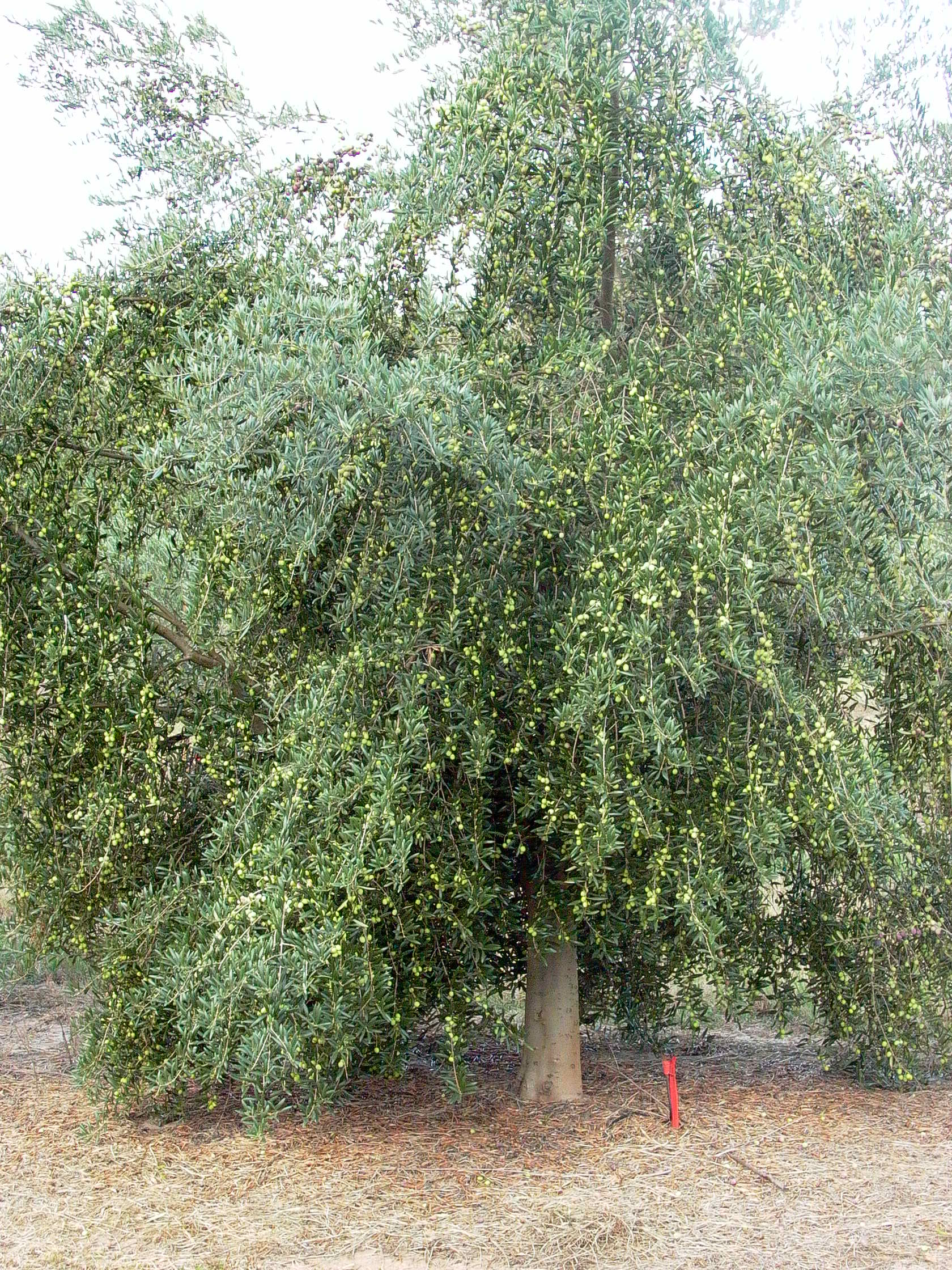 Cuidado del olivo con fruto arbequina