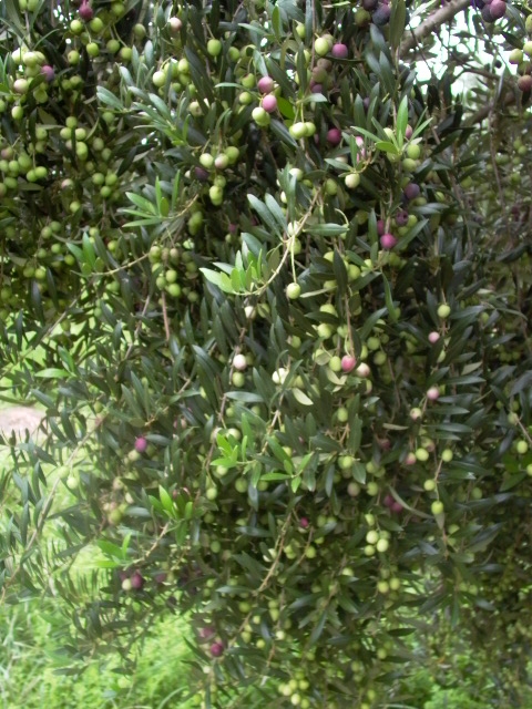 Olive 'Arbequina' Tree