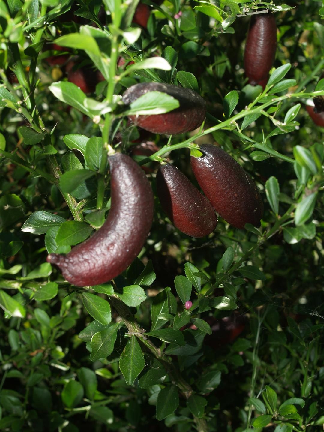 Red Champagne Finger Lime Trees -50mm Pots (Cutting Grown) - Fruit Tree Lane