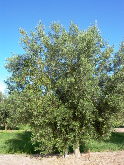 Del Morocco Tree